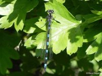 Helm-Azurjungfer (Coenagrion mercuriale)